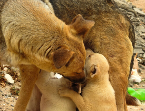 L’exploration d’objets nouveaux comme prédicteur de la sociabilité dirigée vers l’homme chez les chiens errants