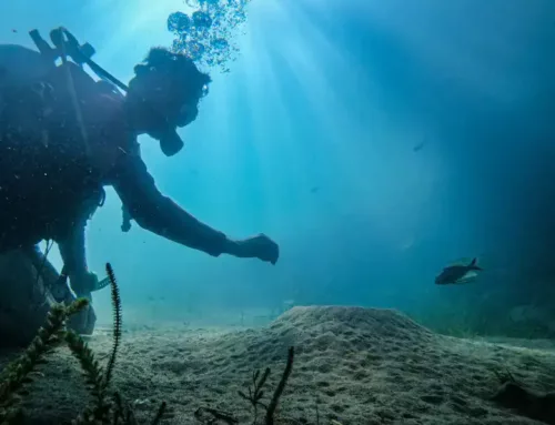 Loin des yeux, loin du cœur… de l’océan Changer de regard sur les poissons